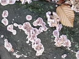 Attēlu rezultāti vaicājumam “Bjerkandera fumosa”