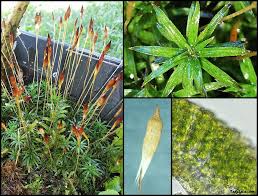 Attēlu rezultāti vaicājumam “Polytrichastrum pallidisetum cells”