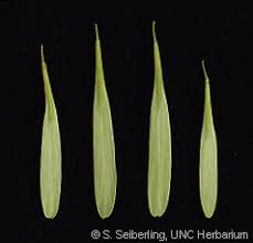 Attēlu rezultāti vaicājumam “Fraxinus pennsylvanica fruit”