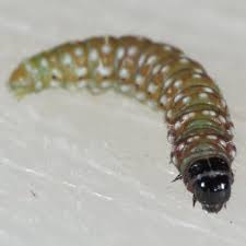 Attēlu rezultāti vaicājumam “Depressaria depressana”