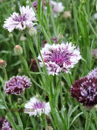 Image result for Centaurea cyanus