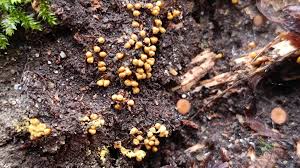 Attēlu rezultāti vaicājumam “Hemitrichia chrysospora young”