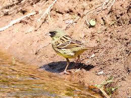 Image result for Emberiza spodocephala