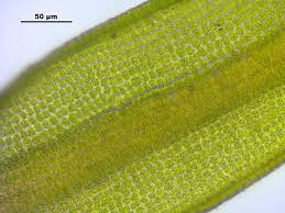 Attēlu rezultāti vaicājumam “Weissia brachycarpa”