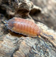 Attēlu rezultāti vaicājumam “Porcellio scaber”