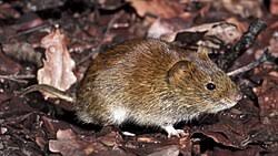 Attēlu rezultāti vaicājumam “Myodes glareolus”