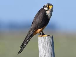 Image result for Falcons Black