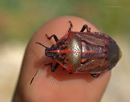 Attēlu rezultāti vaicājumam “Jalla dumosa”