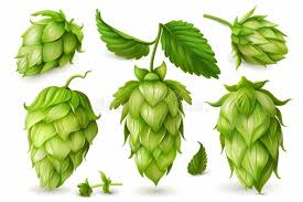 Attēlu rezultāti vaicājumam “Humulus lupulus bud”