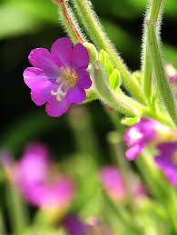Attēlu rezultāti vaicājumam “Epilobium hirsutum”