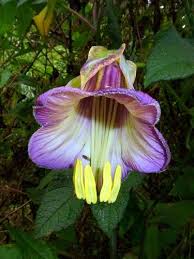 Attēlu rezultāti vaicājumam “Polemoniaceae”