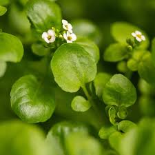 Image result for Brunnenkresse