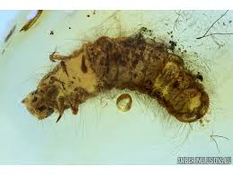 Attēlu rezultāti vaicājumam “Mellicta athalia larva”