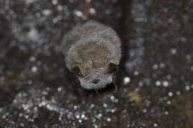 Attēlu rezultāti vaicājumam “Myotis daubentonii”