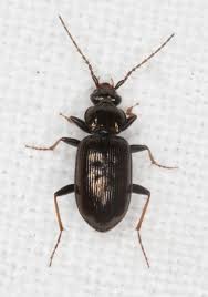 Attēlu rezultāti vaicājumam “Loricera pilicornis”