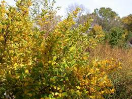 Attēlu rezultāti vaicājumam “Hamamelis vernalis”