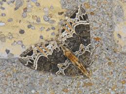 Attēlu rezultāti vaicājumam “Ecliptopera silaceata”