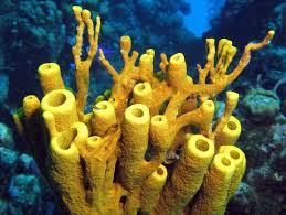 Attēlu rezultāti vaicājumam “Tubifera applanata sessile”