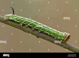 Attēlu rezultāti vaicājumam “Sphinx pinastri larva”