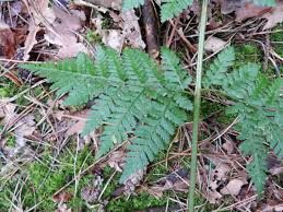 Attēlu rezultāti vaicājumam “Dryopteris expansa”