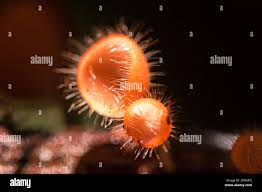 Attēlu rezultāti vaicājumam “Ascomycota”