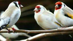 Attēlu rezultāti vaicājumam “Carduelis carduelis”