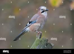 Attēlu rezultāti vaicājumam “Garrulus glandarius adult”