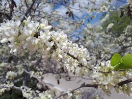 Attēlu rezultāti vaicājumam “Cercis siliquastrum”
