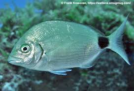 Image result for Diplodus capensis