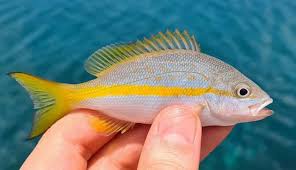 Image result for Ocyurus chrysurus