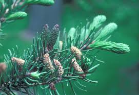 Attēlu rezultāti vaicājumam “Abies balsamea”