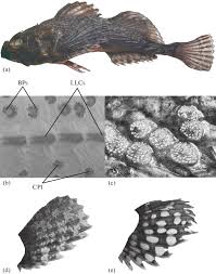 Image result for Myoxocephalus scorpioides