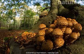 Attēlu rezultāti vaicājumam “Pholiota squarrosa”