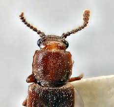 Attēlu rezultāti vaicājumam “Cucujidae”