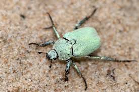 Attēlu rezultāti vaicājumam “Hoplia parvula”