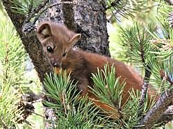 Attēlu rezultāti vaicājumam “Martes martes”