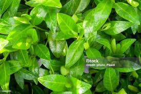 Attēlu rezultāti vaicājumam “Vinca minor leaf”