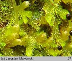 Attēlu rezultāti vaicājumam “Blepharostoma trichophyllum”