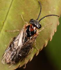 Attēlu rezultāti vaicājumam “Tenthredinidae”