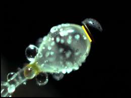 Attēlu rezultāti vaicājumam “Pilobolus crystallinus”