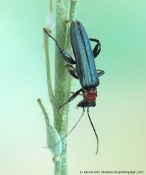 Attēlu rezultāti vaicājumam “Oedemera croceicollis”