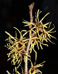 Attēlu rezultāti vaicājumam “Hamamelis japonica bud”