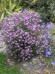 Attēlu rezultāti vaicājumam “Serratula tinctoria flower”