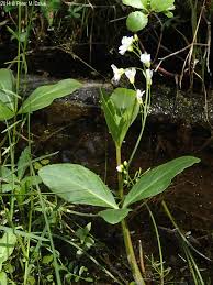 Attēlu rezultāti vaicājumam “Cardamine pratensis flower”