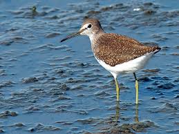 Attēlu rezultāti vaicājumam “Tringa ochropus”