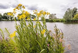 Attēlu rezultāti vaicājumam “Jacobaea paludosa flower”