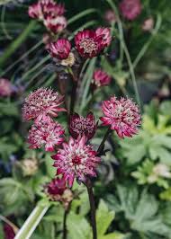 Attēlu rezultāti vaicājumam “Astrantia major fruit”