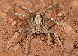 Attēlu rezultāti vaicājumam “Philodromus margaritatus”