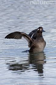 Attēlu rezultāti vaicājumam “Melanitta fusca”