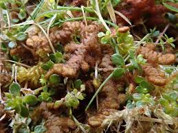 Attēlu rezultāti vaicājumam “Ptilidium pulcherrimum”